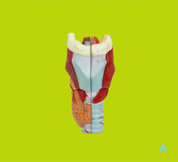 Модель Гортані - фото