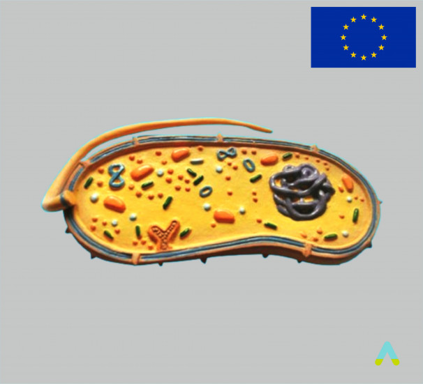 Модель Бактерії - фото