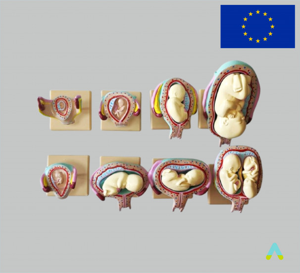  Розвиток ембріона  - фото