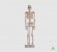 фото - Скелет людини 85см