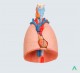 фото - Комплексна модель: гортань, серце і легені людини
