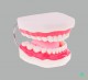 фото - Гігієна зубів. Верхня та нижня щелепи людини